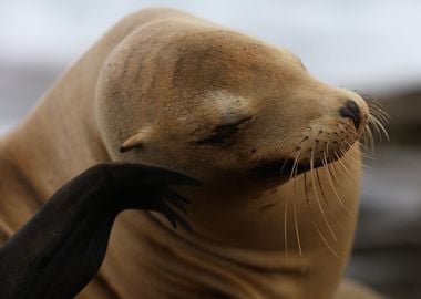 California Sea Lion