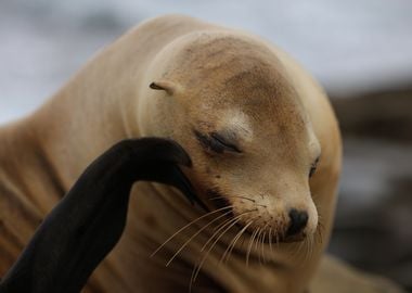 California Sea Lion