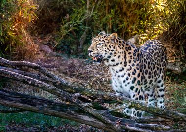 Amur Panther