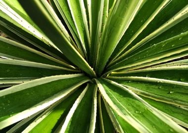 Spiralled Succulent