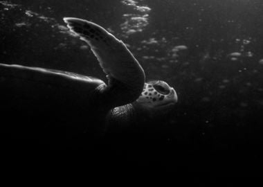 Turtle in Black and White