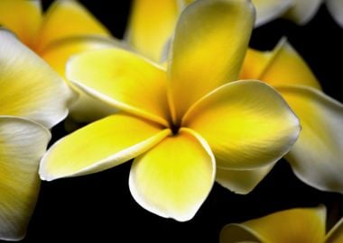 Plumeria