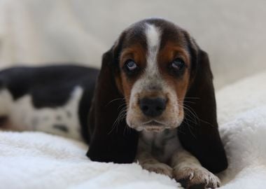 Basset Hound Puppy