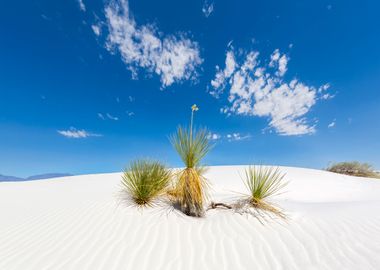 White Sands Impression 