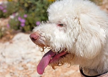 White Lagotto Romagnolo