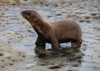 Baby sea lion