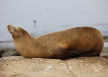 California sea lion