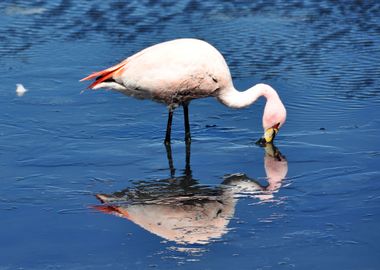 flamingo at laguna canapa