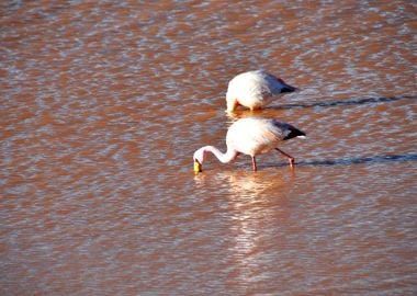 flamingo laguna colorada