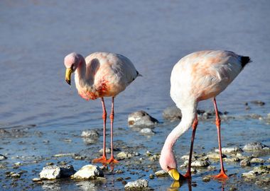 flamingos in the laguna