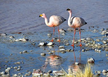 flamingos laguna colorada