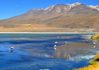 laguna canapa