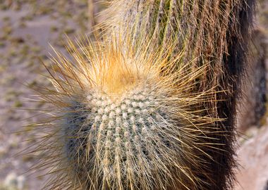 cactus close up