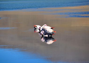 flamingos at laguna canapa