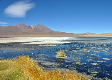 laguna canapa