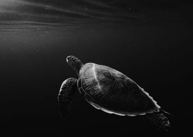 Lonely Turtle