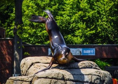 Sea lion