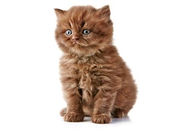 Cute Kitten