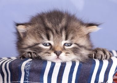 Cute Kitten