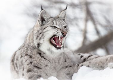 Lynx Wild Cat