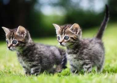 Cute Kittens