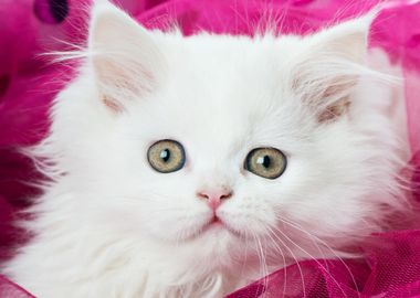 Cute Kitten