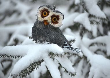 Wood Owl