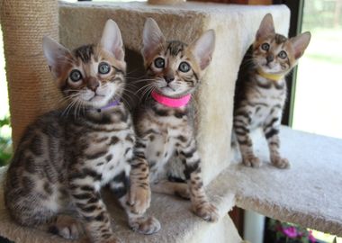 Cute Cats