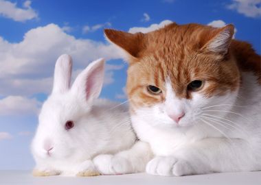 Cat and Rabbit