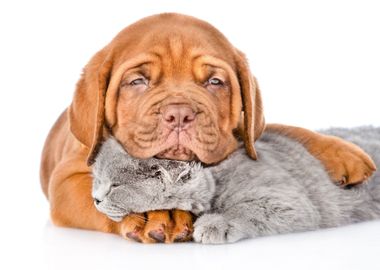 Puppy and Cat