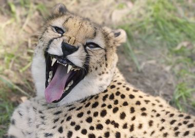 Cheetah Snout