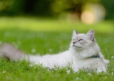 Fluffy Cat on the Grass