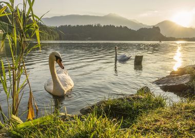 Swans Lake