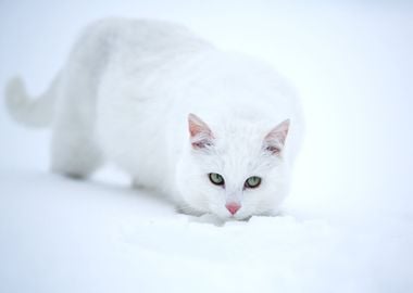 White Cat