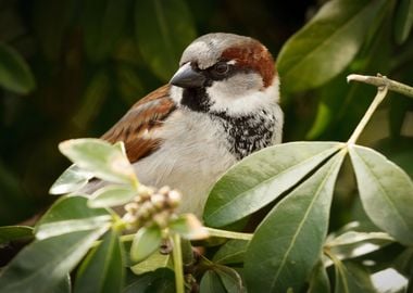 Small Bird sparrow