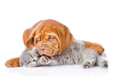 Puppy and Kitten