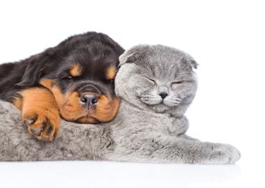 Puppy and Cat