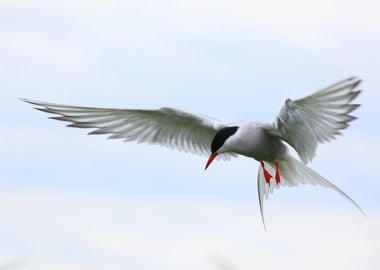 ARCTIC TERN Bird