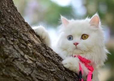 White kitten