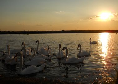 Swans Lake