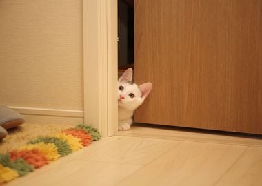 Curious Kitten