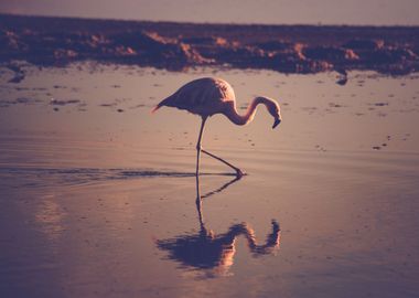 Pink flamingo