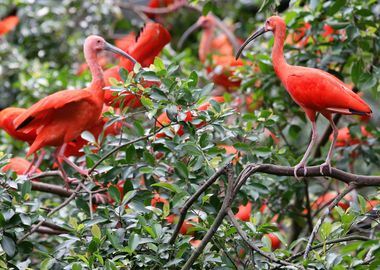 Pink Ibis