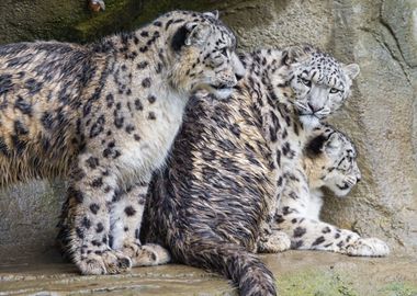 Snow Leopards