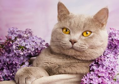 British Shorthair cat