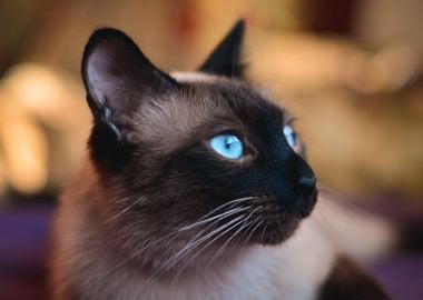 Cat with blue eyes