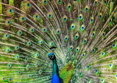 Peacock