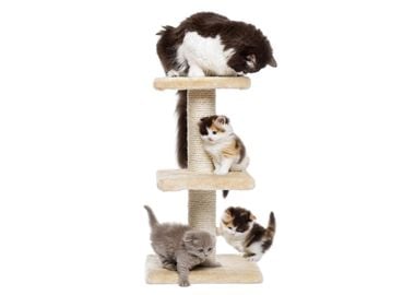 Cat tree