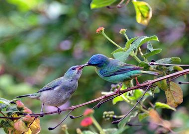 Brazilian wild birds