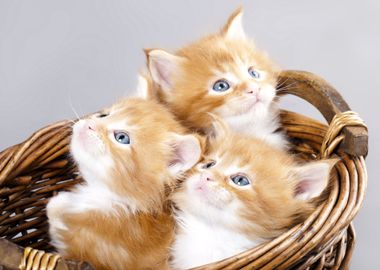 Basket with Kittens